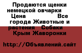 Продаются щенки немецкой овчарки!!! › Цена ­ 6000-8000 - Все города Животные и растения » Собаки   . Крым,Жаворонки